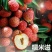 荔枝苗，桂味，糯米糍，妃子笑、鸡嘴荔、、、、、、