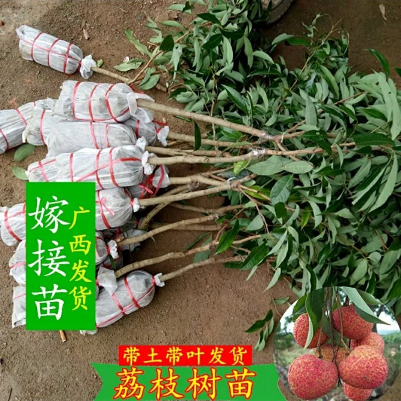 荔枝苗，桂味，糯米糍，妃子笑、鸡嘴荔、、、、、、