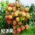 荔枝苗，桂味，糯米糍，妃子笑、鸡嘴荔、、、、、、