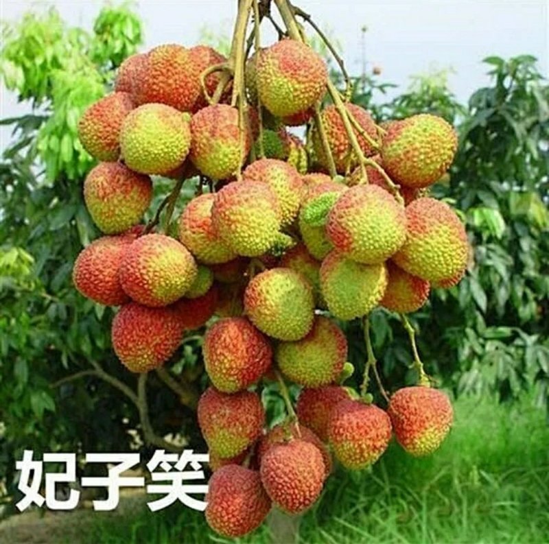 荔枝苗，桂味，糯米糍，妃子笑、鸡嘴荔、、、、、、