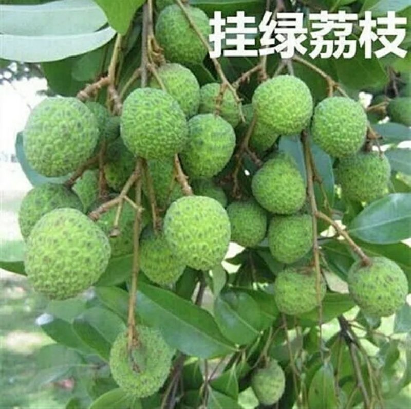 荔枝苗，桂味，糯米糍，妃子笑、鸡嘴荔、、、、、、