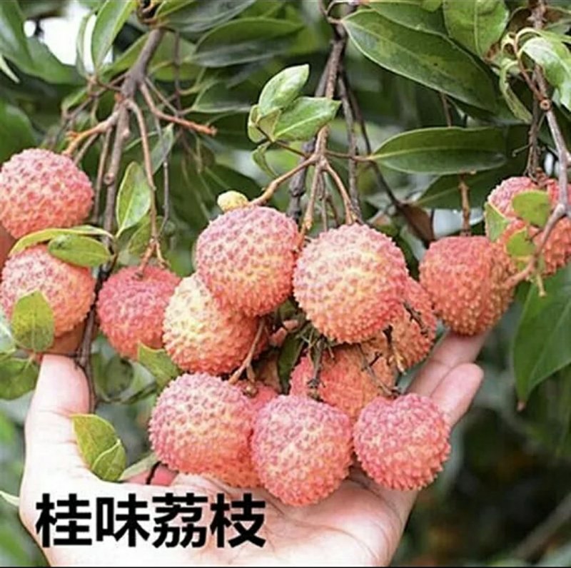荔枝苗，桂味，糯米糍，妃子笑、鸡嘴荔、、、、、、