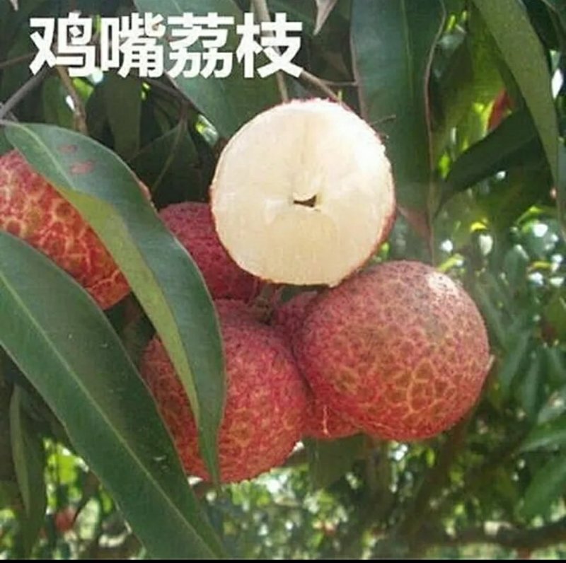 荔枝苗，桂味，糯米糍，妃子笑、鸡嘴荔、、、、、、