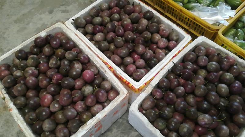 大量上市的紫香百香果，清远果园直供