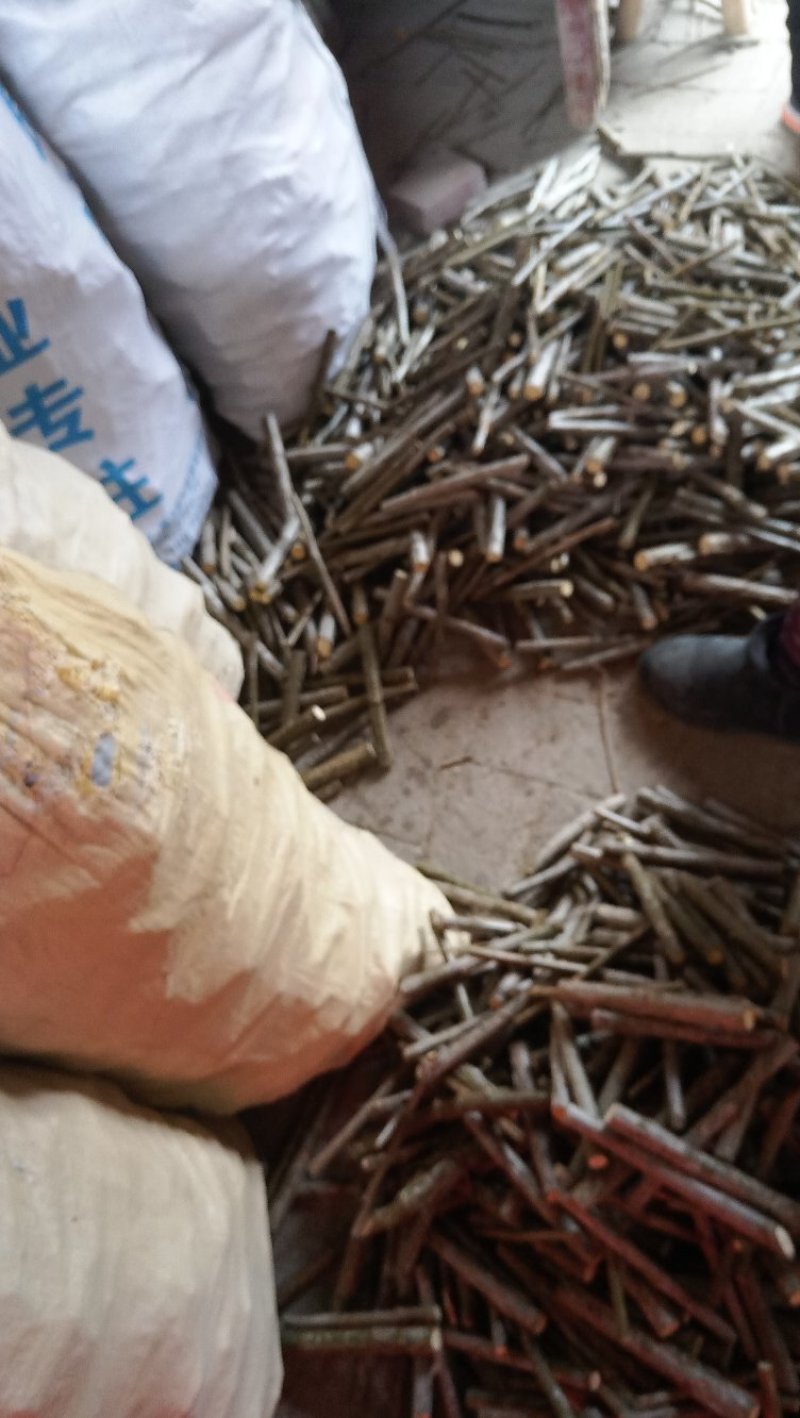 无絮杨插条杨树苗，2025无絮杨条母插穗，无絮杨种条