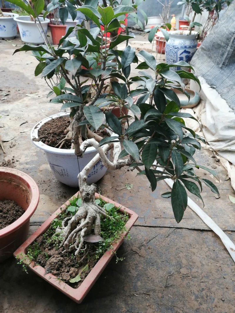 桂花苗，桂花盆景四季八月日香桂台阁红双喜桂花