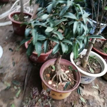 桂花苗，桂花盆景四季八月日香桂台阁红双喜桂花