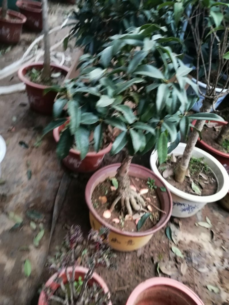 桂花苗，桂花盆景四季八月日香桂台阁红双喜桂花