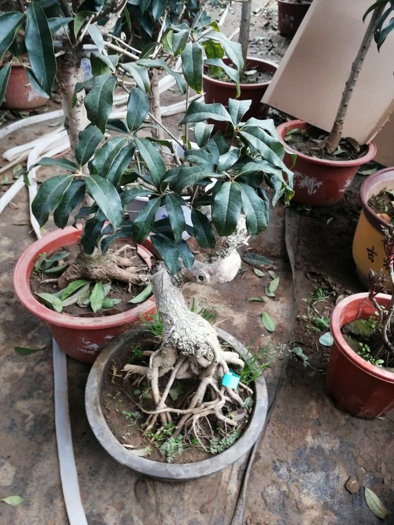 桂花苗，桂花盆景四季八月日香桂台阁红双喜桂花
