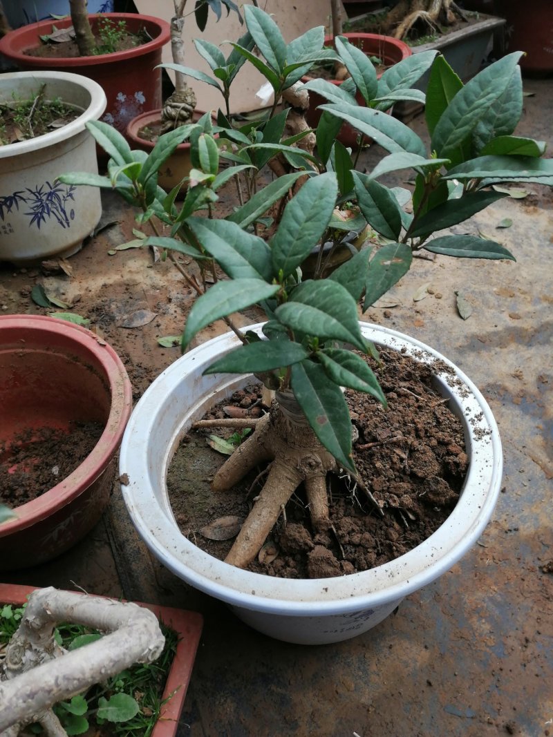 桂花苗，桂花盆景四季八月日香桂台阁红双喜桂花