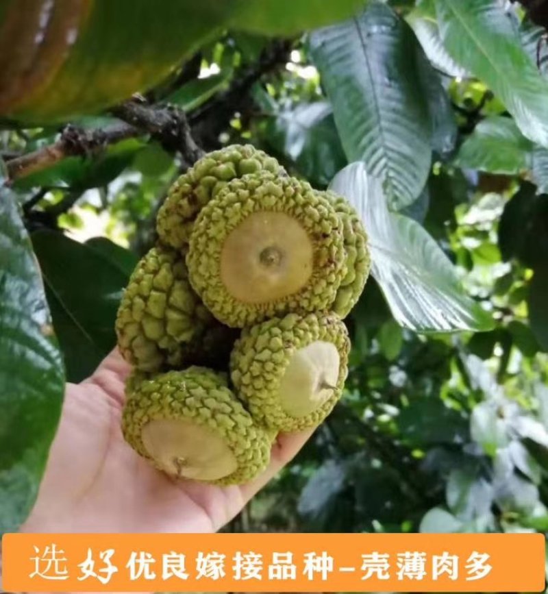 风流果苗提供种植管理技术壮阳水果提供技术