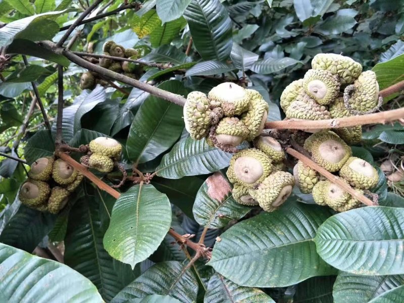 风流果苗提供种植管理技术壮阳水果提供技术