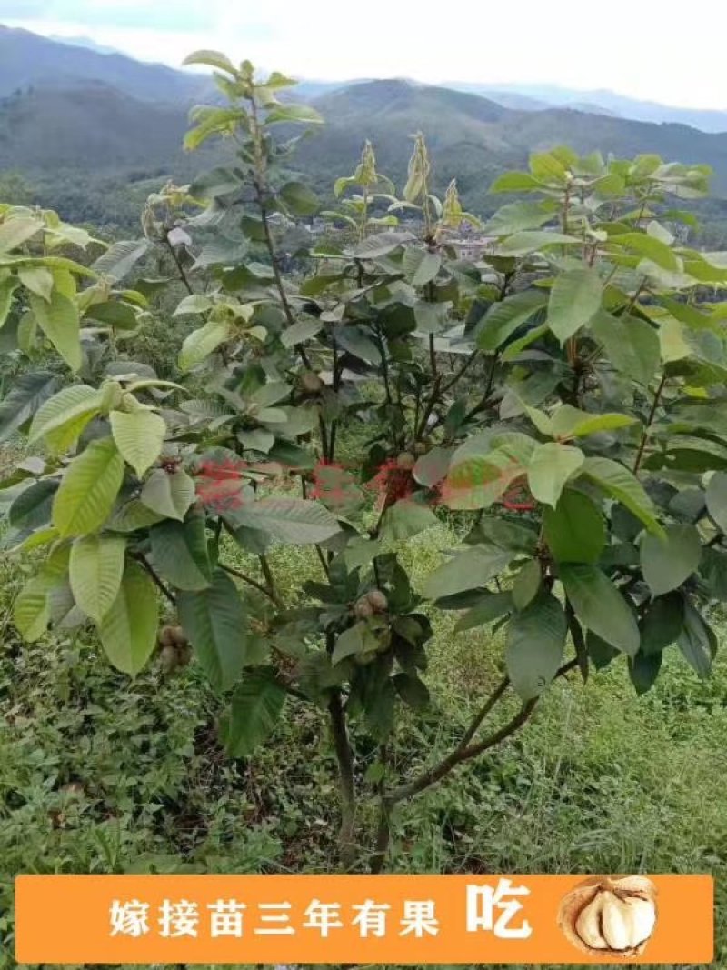 风流果苗提供种植管理技术壮阳水果提供技术