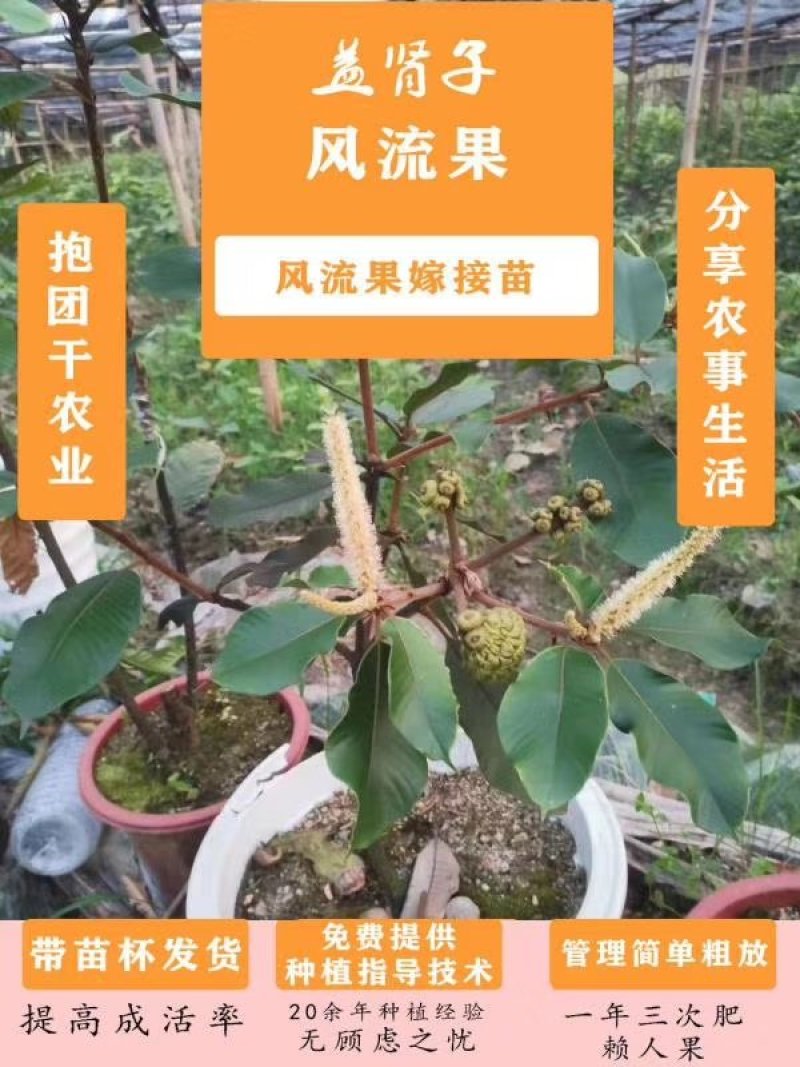 风流果苗提供种植管理技术壮阳水果提供技术