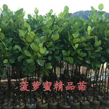 泰国菠萝蜜苗红皮，红肉，黄肉菠萝蜜