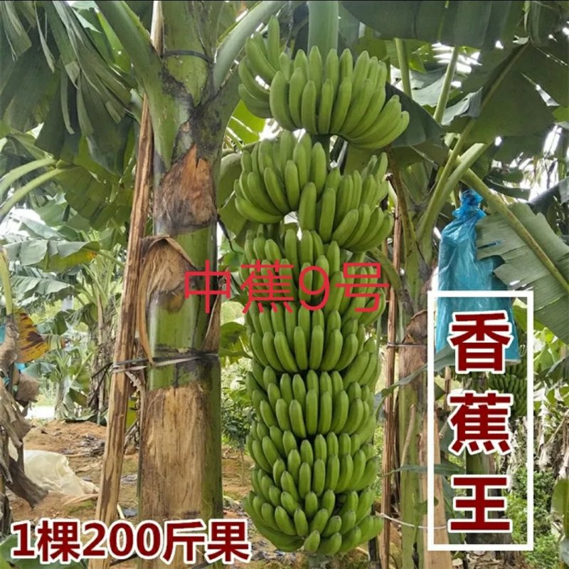 优良品种，巴西，粉蕉，红香蕉苗，各个品种