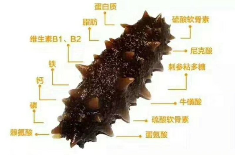 大连产地即食海参，产地直达，线上交易