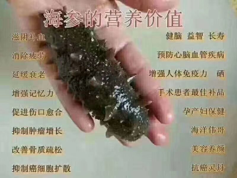 大连产地即食海参，产地直达，线上交易
