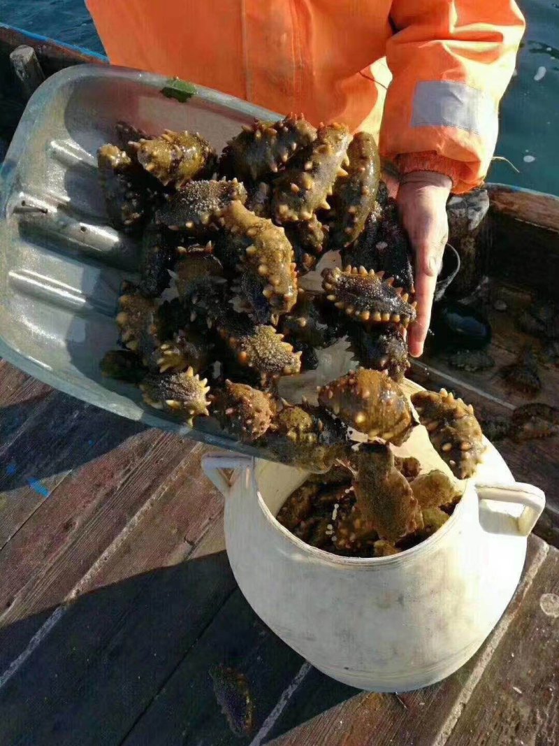 大连产地即食海参，产地直达，线上交易