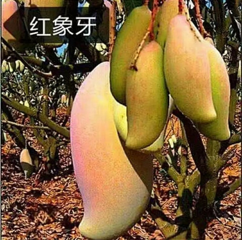 优良品种南方水果芒果苗各种品种，
