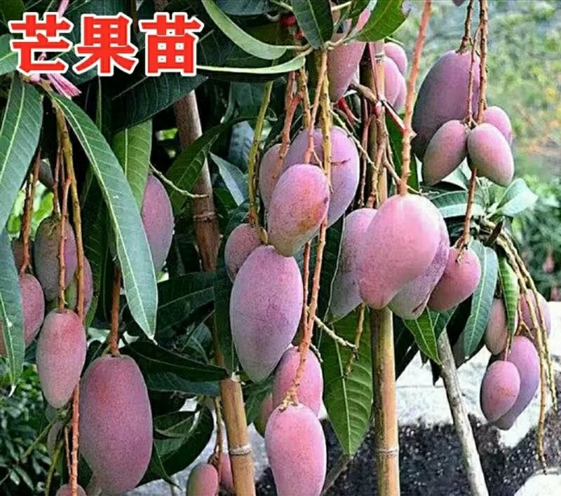 优良品种南方水果芒果苗各种品种，