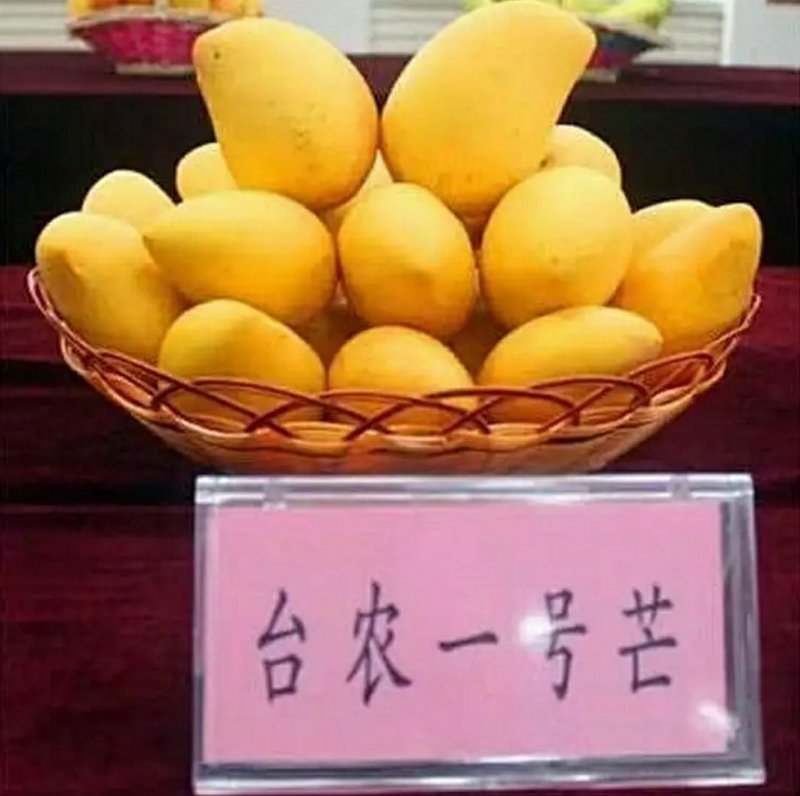 优良品种南方水果芒果苗各种品种，