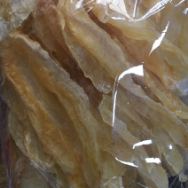 公肚鱼胶(各规格有货)