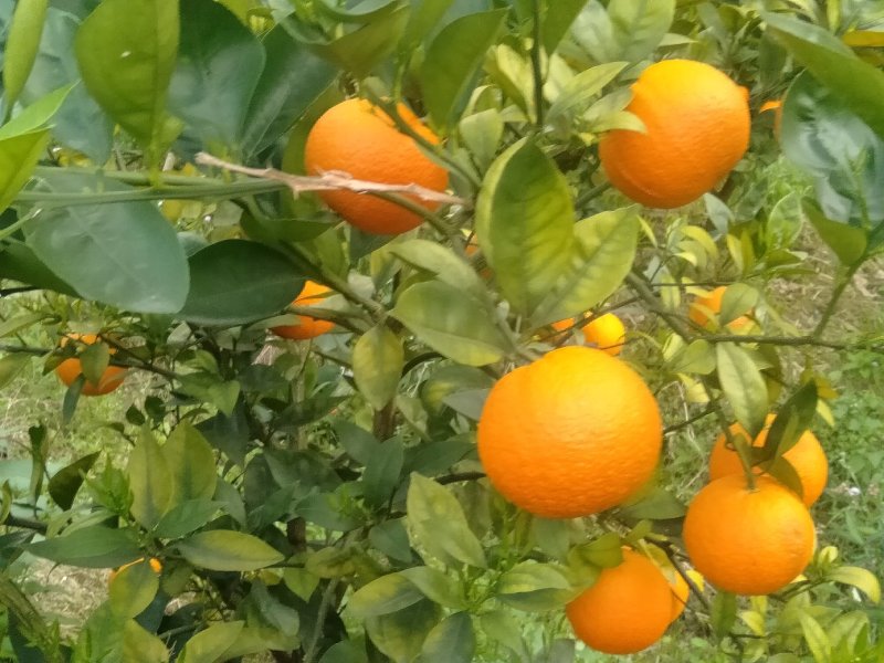 十万金秀蜜橙大量供应，甜蜜蜜，欢迎实力批发商，