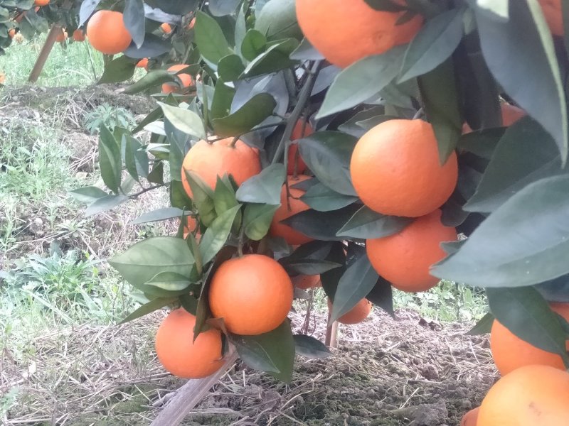 十万金秀蜜橙大量供应，甜蜜蜜，欢迎实力批发商，