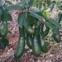 青瓜牛油果苗越南青瓜牛油果苗正宗越南品种