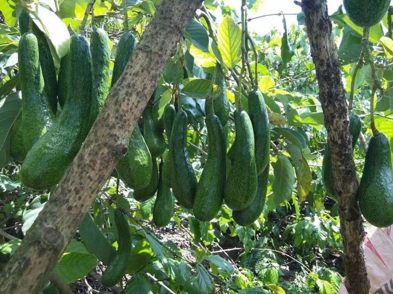 青瓜牛油果苗越南青瓜牛油果苗正宗越南品种