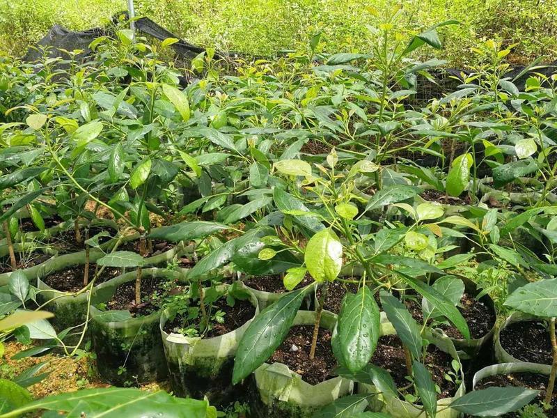 青瓜牛油果苗越南青瓜牛油果苗正宗越南品种