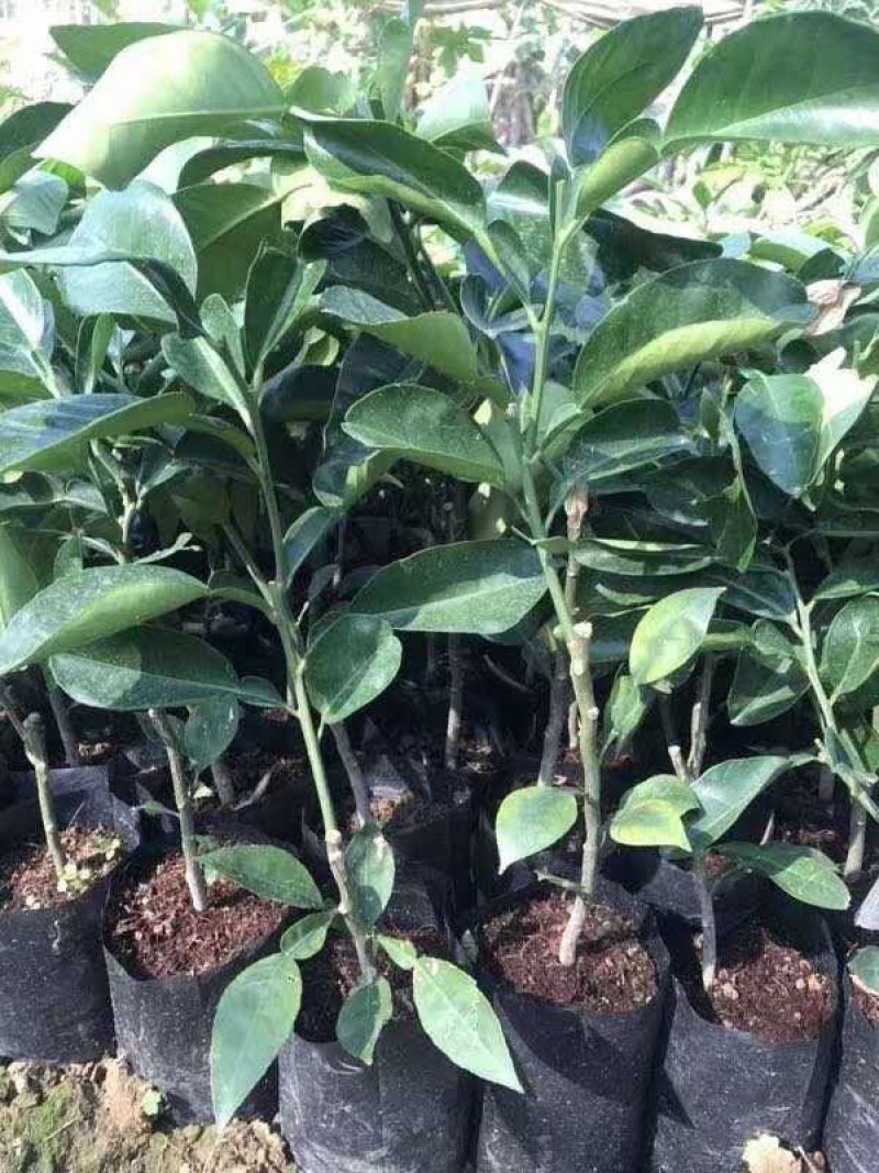 广西柚子苗红宝石柚子苗泰国进口苗红宝石青柚苗