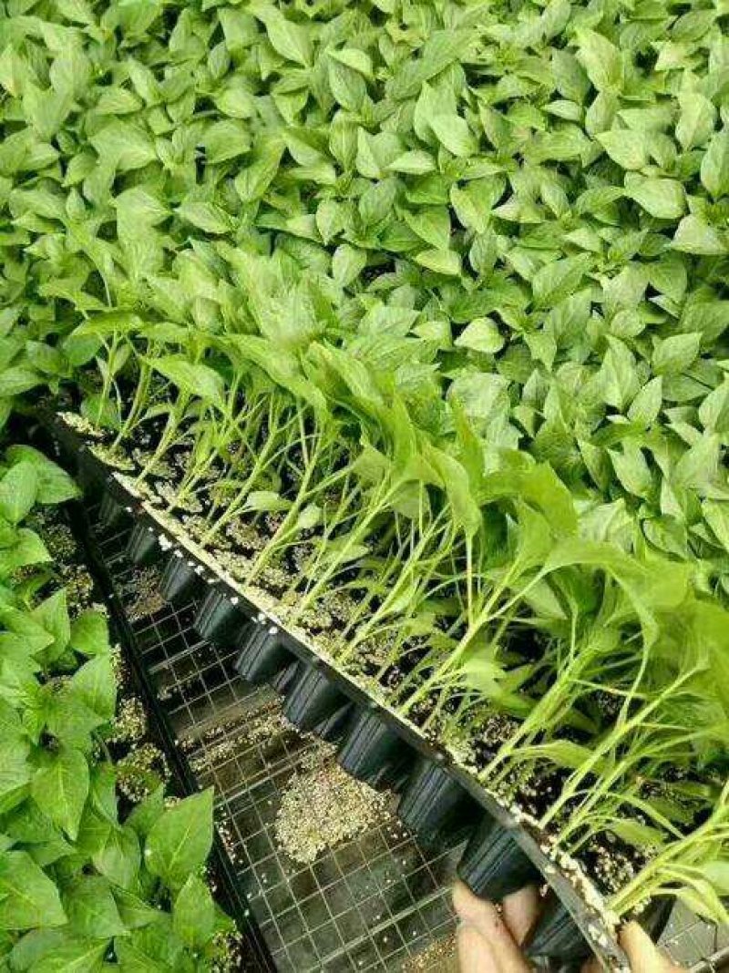 辣椒苗，朝天椒苗品种多价格低，欢迎新老客户前来预定。