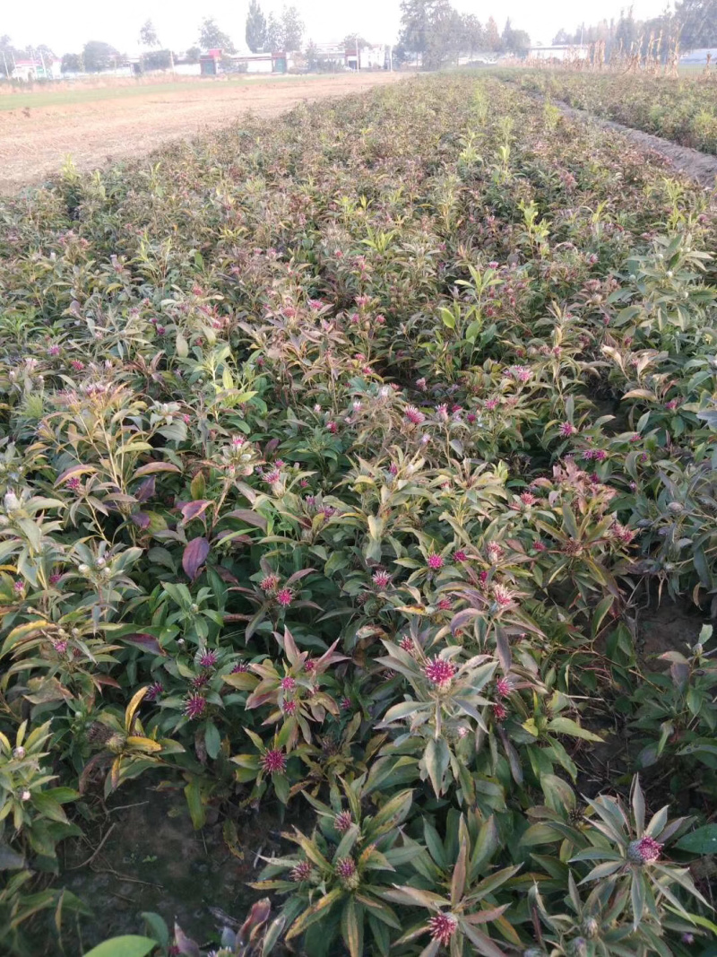 白术苗子河北安国地道纯改良白术芽大货批发