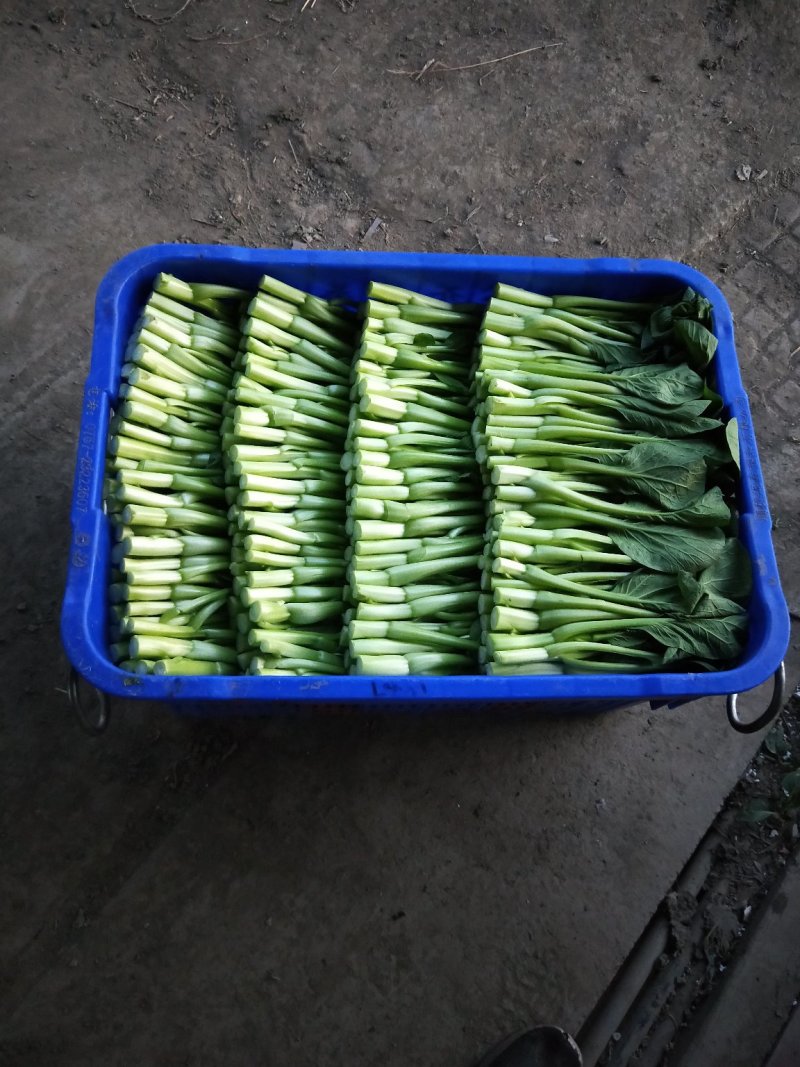广东菜心，菜心种植农户望有缘找到附近的客户，长期合作