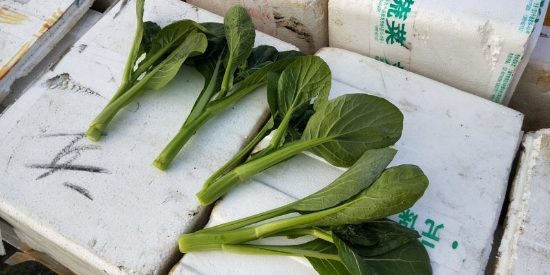 广东菜心，菜心种植农户望有缘找到附近的客户，长期合作