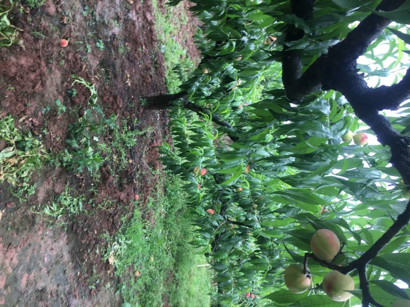 桃树，嫁接移栽果桃，6-15公分，各种高度，各种大小。