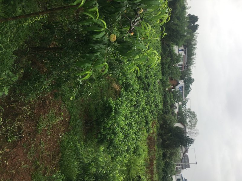 桃树，嫁接移栽果桃，6-15公分，各种高度，各种大小。