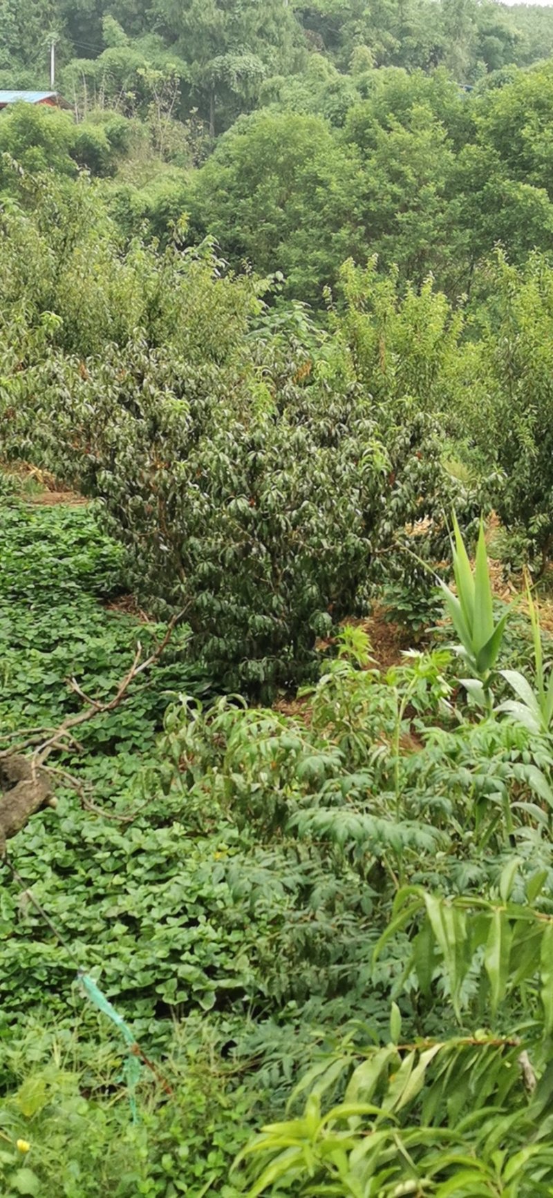 桃树，嫁接移栽果桃，6-15公分，各种高度，各种大小。