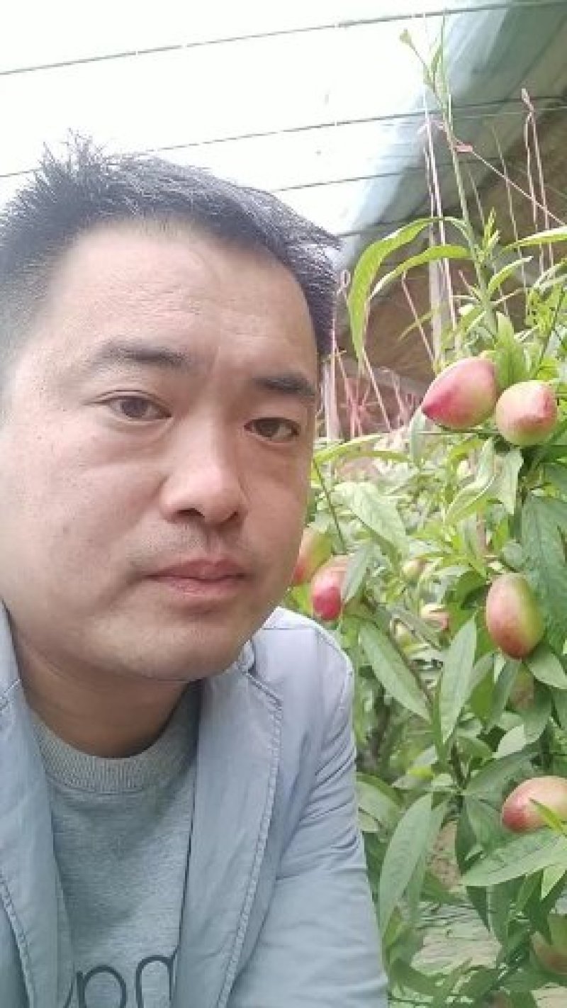 油桃大棚油桃山东聊城