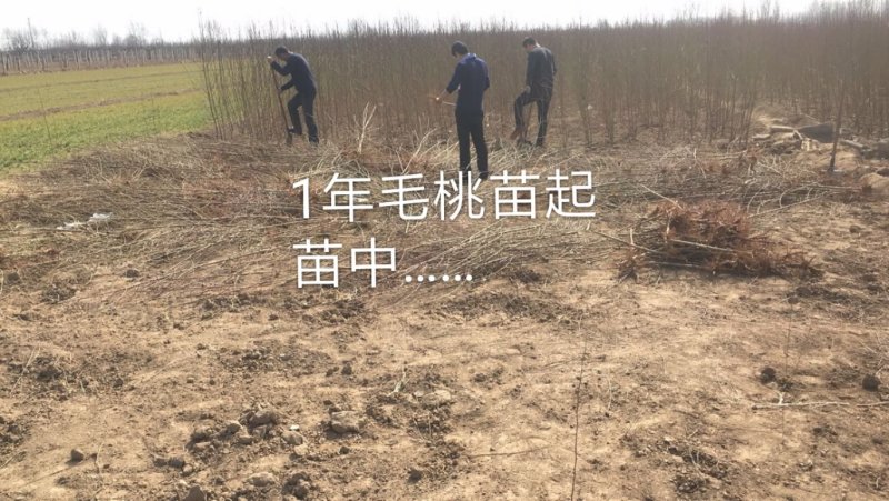 供应实生毛桃苗，起苗发货现场，现起苗现发货，