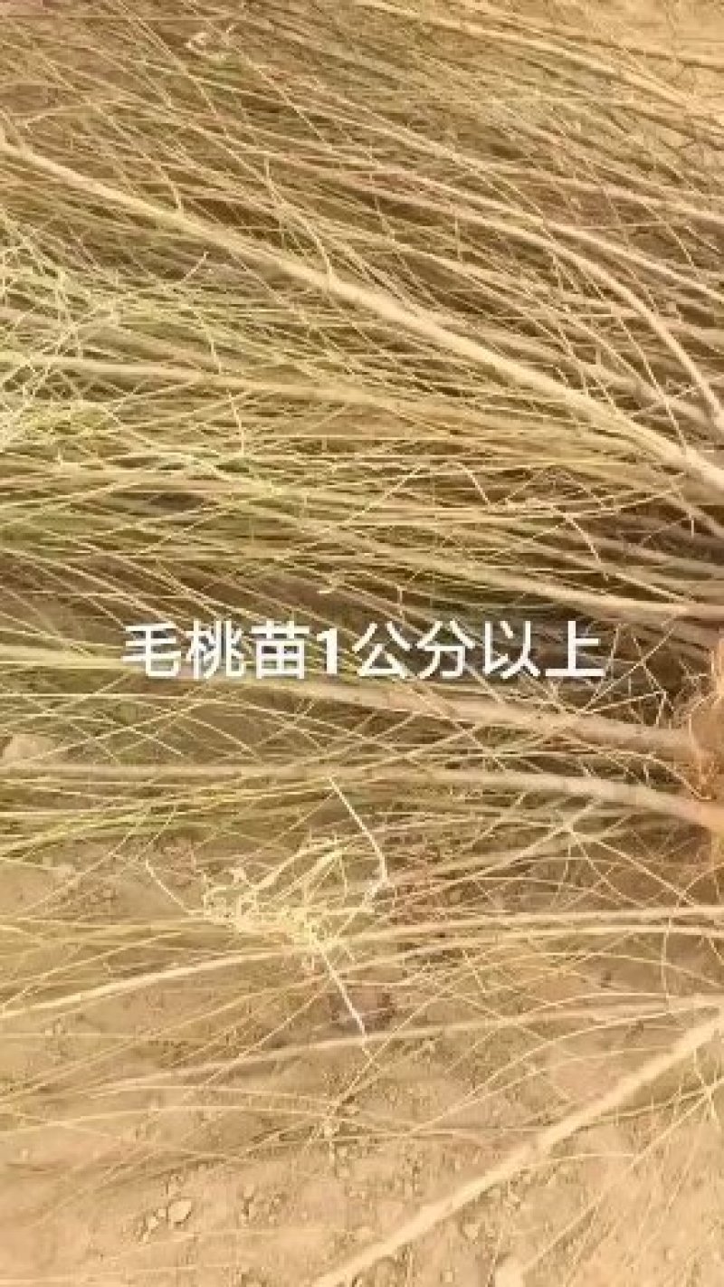 供应实生毛桃苗，起苗发货现场，现起苗现发货，