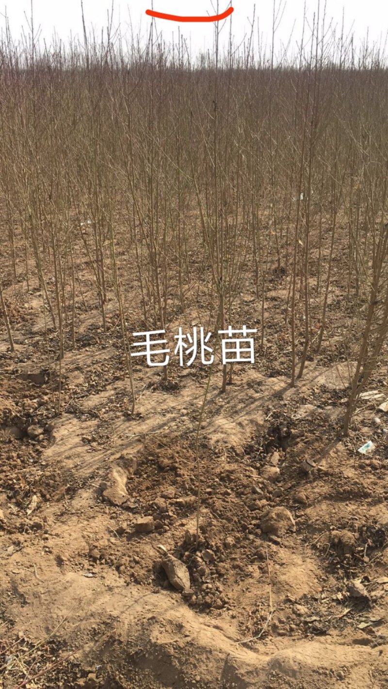 供应实生毛桃苗，起苗发货现场，现起苗现发货，