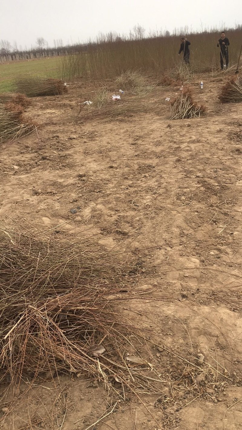 供应实生毛桃苗，起苗发货现场，现起苗现发货，