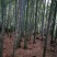 4至6公分绿化楠竹用
