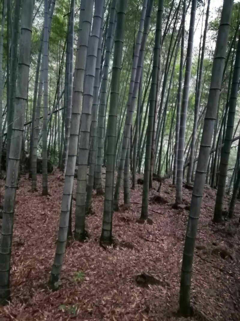 4至6公分绿化楠竹用