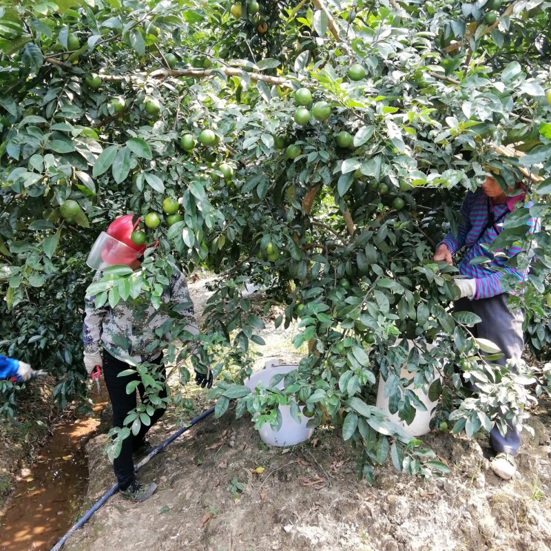 广西香水柠檬树苗土柠檬嫁接苗直销