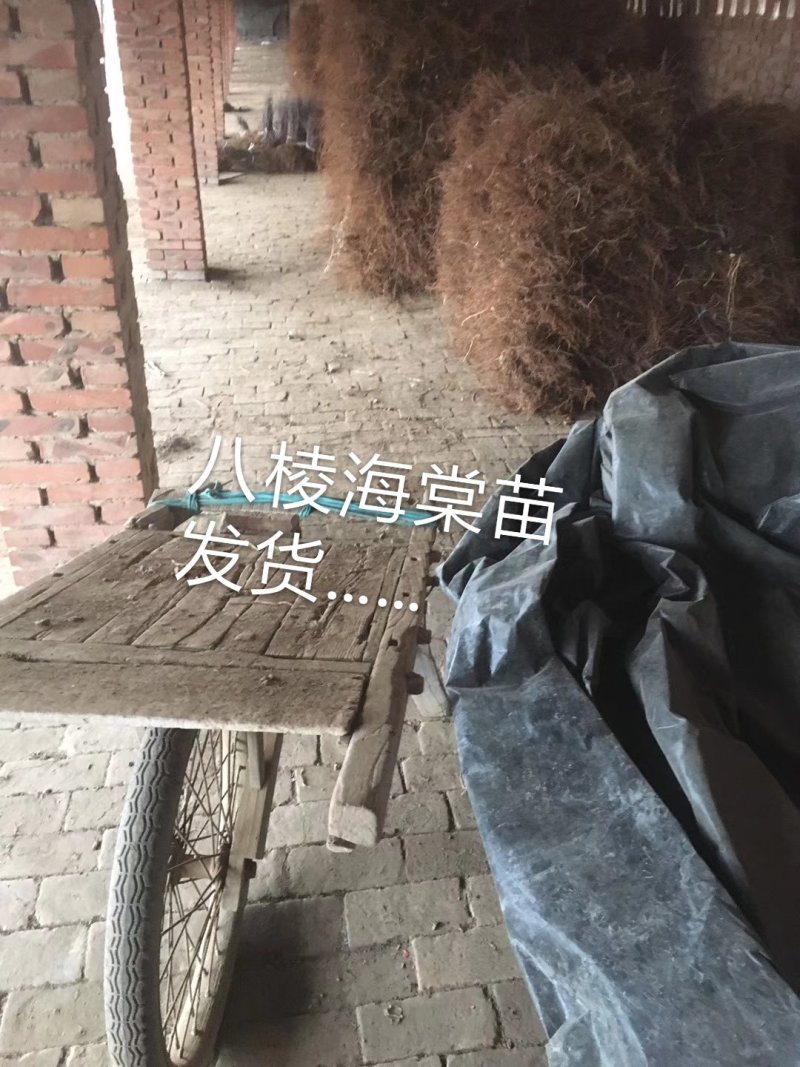 1年生八棱海棠苗，大型机械起苗，人工分拣。根须完整，根深