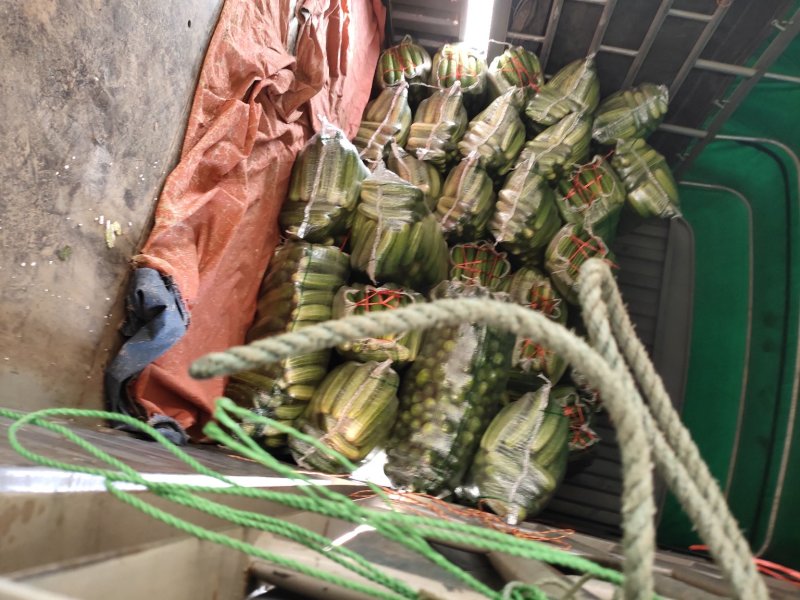 黄瓜大量上市中，货好量大新鲜无苦味条形好